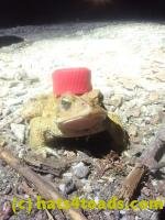 /home//u458753944/public_html/sourcegallery/////////Roxborough Toad Detour/2024/2024-04-11/P4111376.JPG